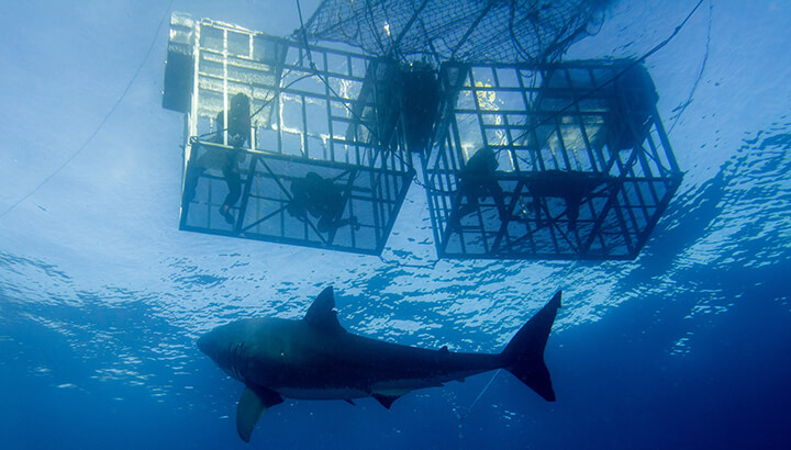 Filmmaker Dies Saving Sharks (And The BIG Reason We Should Save Them)