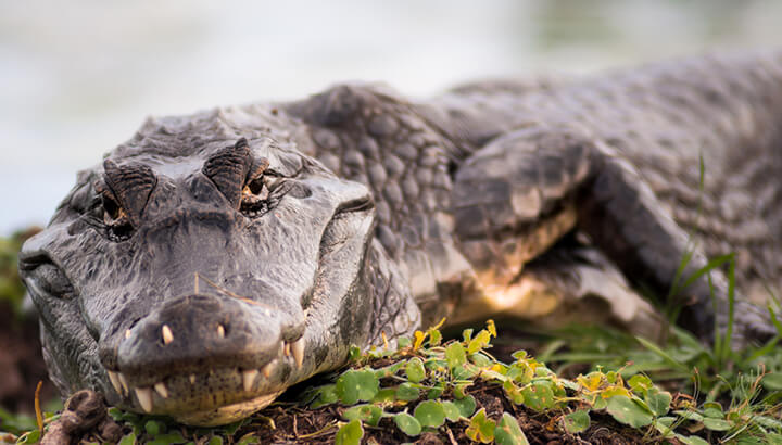 These Animal Facts Will Blow Your Mind