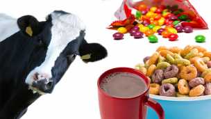 The Shocking Truth Behind What Cows Really Eat