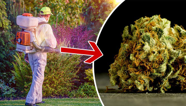 Does Your Pot Contain Pesticides?