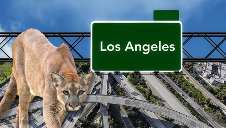 Would You Help This Aggressive Mountain Lion Cross A Freeway?