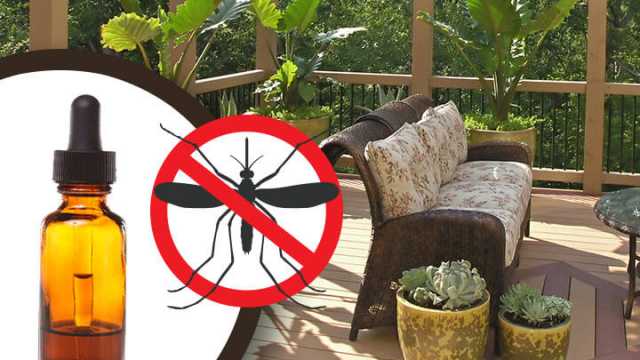 How to repel mosquitoes naturally