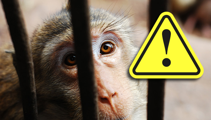 6 Shocking Reasons You Need To Rethink Your Trip To The Zoo (And Where To Go Instead)