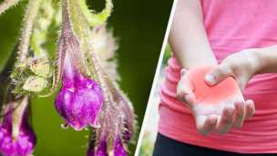 5 Health Benefits Of Comfrey