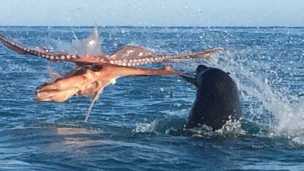 Epic Sea Battle Between Octopus And Seal Caught On Video