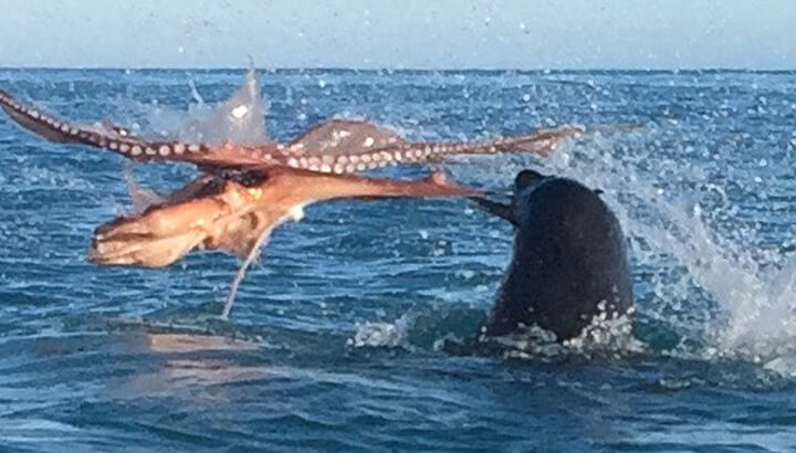 Epic Sea Battle Between Octopus And Seal Caught On Video