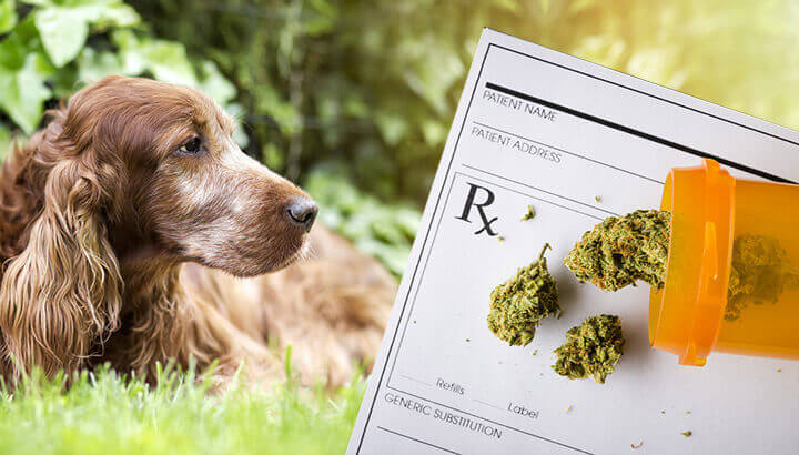 Should You Give Your Pet Medical Marijuana For Arthritis?
