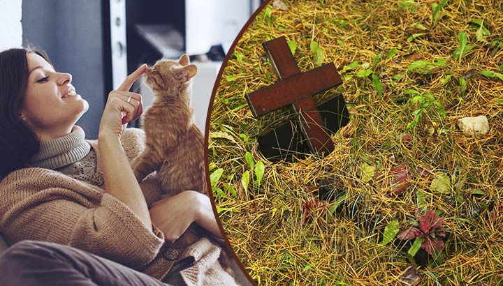 2 Things The Loss Of My Cat Taught Me About Death