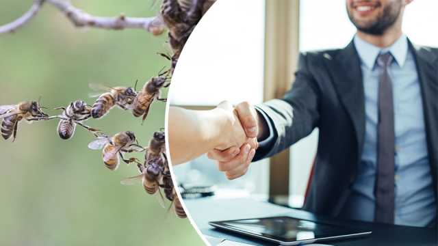 Amazing things that bees can teach us