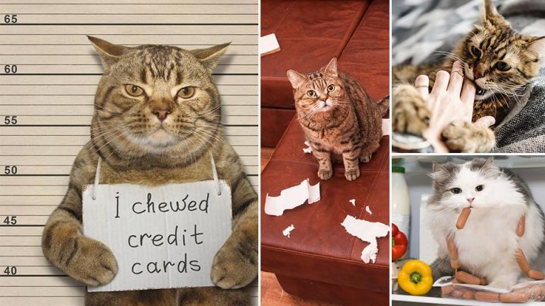 Is It Ethical To Keep Cats As Pets? What The Experts Say