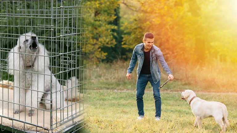 If Your Dog Licks Their Own Hair Off, This Is What It Means