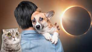 Be Careful With Your Pets During The Solar Eclipse (Plus 6 Shocking Eclipse Facts)