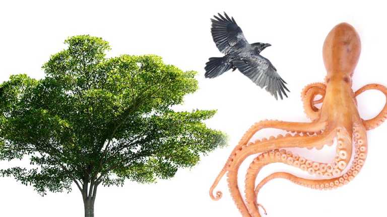 Strange Minds: Things We Can Learn From Trees, Octopuses And Birds