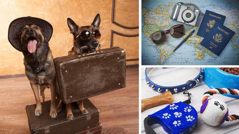 9 Rules For Traveling The World With Your Pet