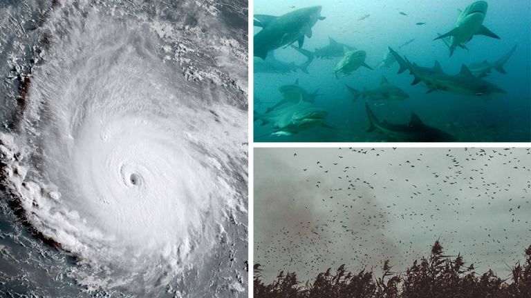 How A Monster Like Hurricane Irma Shakes The Animal Kingdom