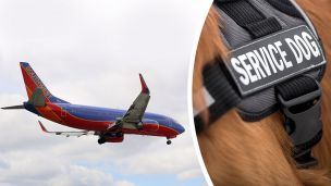 Breaking News: Woman Forced Off Flight For Life-Threatening Dog Allergy