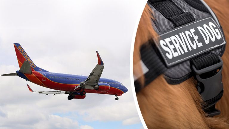 Breaking News: Woman Forced Off Flight For Life-Threatening Dog Allergy