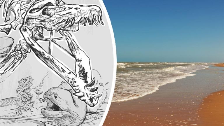 Frightful Sea Creature Washes Ashore On Texas Beach