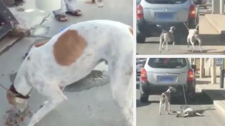 WATCH: Man ‘Trains’ Race Dogs By Dragging Them Behind Car