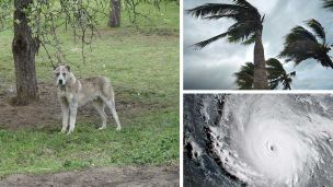 Ahead Of Irma, Florida Pet Owners Illegally Chaining Dogs To Trees And Cars