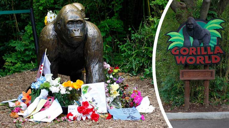 One Year Since Harambe’s Death, Zoo Gets Gorilla Replacement