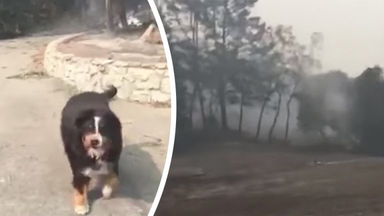 Dog Survives California Wildfires And Has Heartwarming Reunion With Family