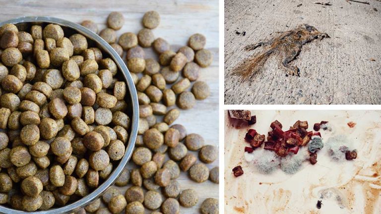 Are Roadkill And Shelter Pets In Your Dog Food? Here’s How To Know