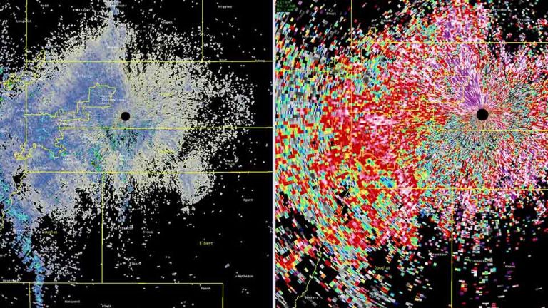 Amazing Butterfly Migration Swarms Over Denver, Experts Are Baffled
