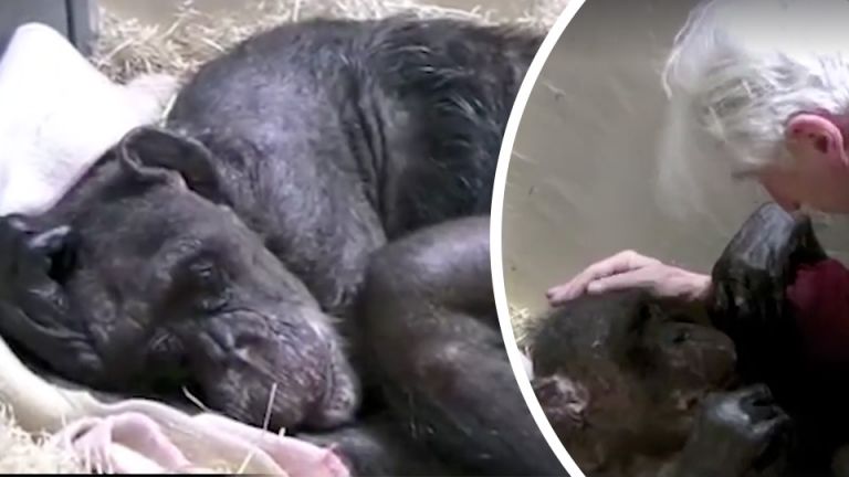 Dying Chimp Recognizes Old Friend And Her Reaction Is Heartbreaking