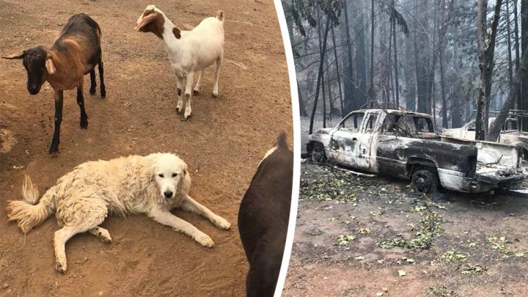 Dog Refuses to Leave Goat Herd Survives California Wildfires