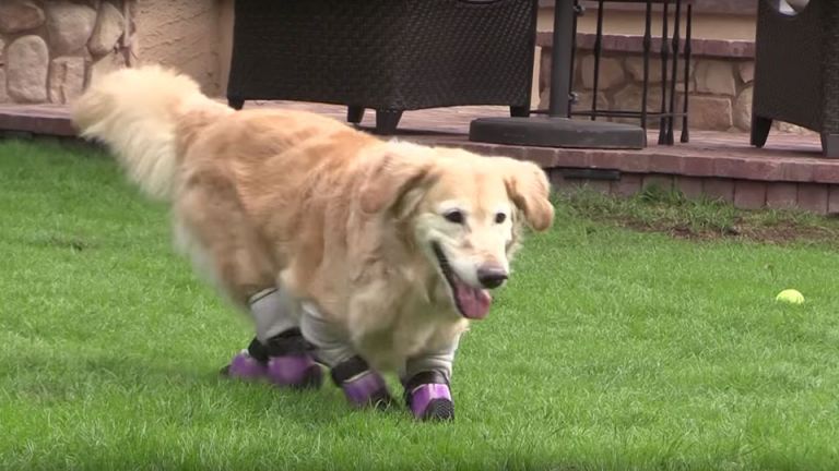 Meet Chi Chi, The Golden Retriever That Will Have You Believing In Miracles