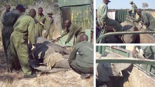Elephants In Zimbabwe Captured And Sold To China