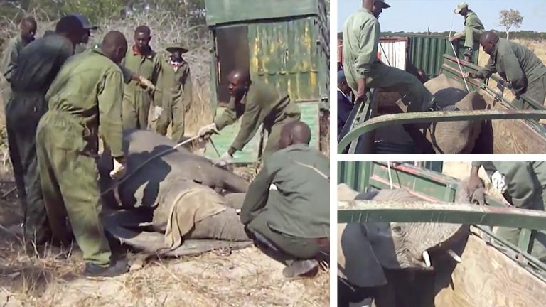 Elephants In Zimbabwe Captured And Sold To China
