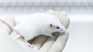 Is It Ethical To Grow Human Brains In These Animals? Scientists Are Doing It
