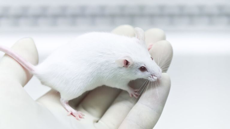 Is It Ethical To Grow Human Brains In These Animals? Scientists Are Doing It