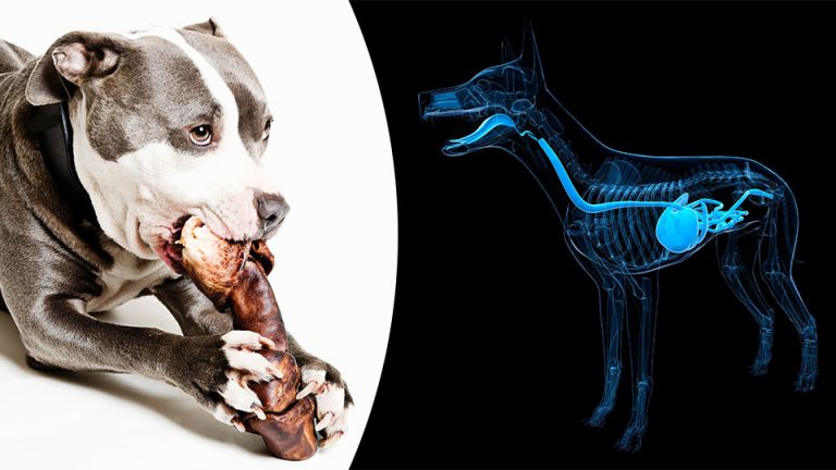 FDA Warning: Stop Feeding Your Dog These Bones