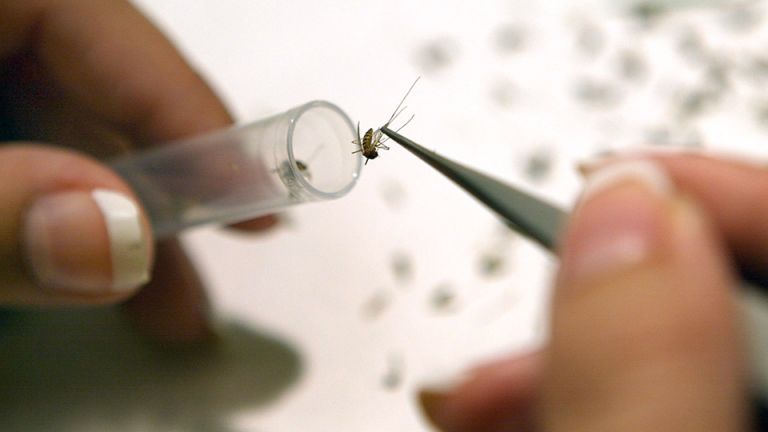 Should We Wipe Out The World’s Deadliest Animal?