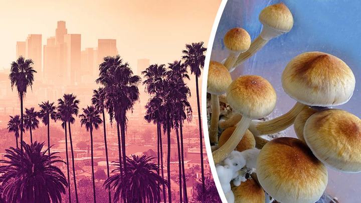 Could These Magic Mushrooms Help Improve Our Political Climate?