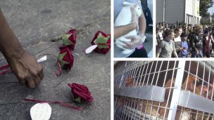 Protestors Storm Oakland Butcher Shop To Rescue Animals