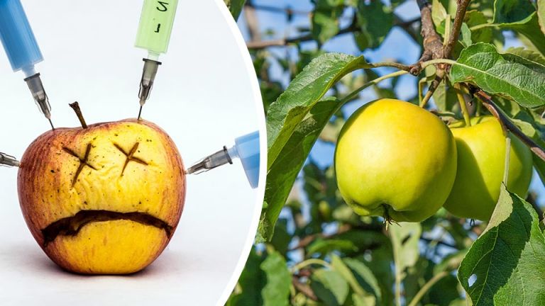 These Genetically Modified Arctic Apples Don’t Turn Brown