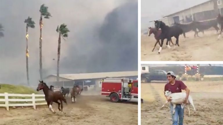 Dozens Of Horses Saved As Fires Rages Through California