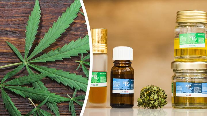 World Health Organization Says DEA Is Wrong About CBD Oil (+ DIY Recipe)