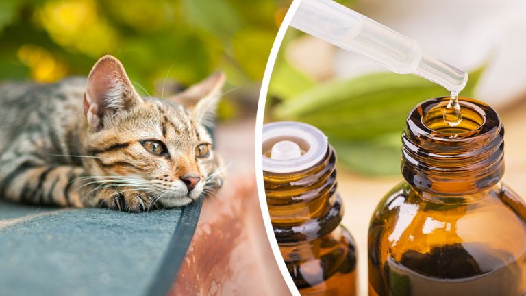Are Essential Oils Harming Your Pets? Here’s How To Know