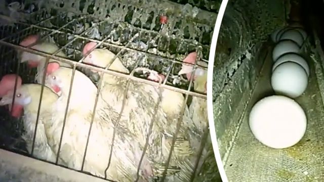 viralvideoshowsharshabuseofhensthatprovideeggstowalmart_845x439_39