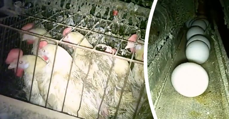 This Viral Video Shows How Hens Are Treated Before Eggs Go To Walmart