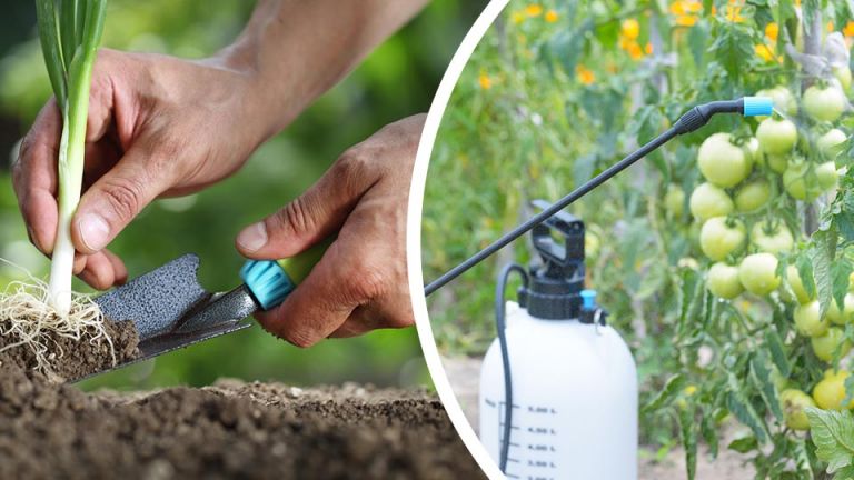 4 Great Reasons To Start Your Own Veggie Patch, Right Now