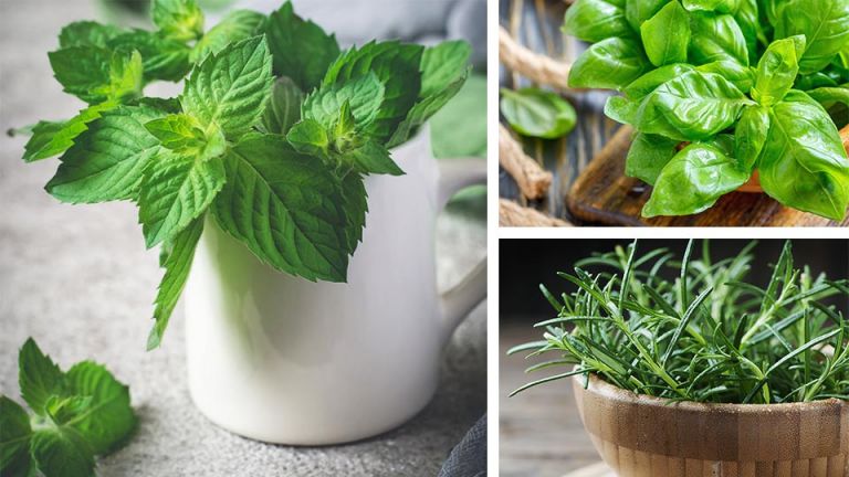 7 Medicinal Herbs To Plant In Your House Right Now
