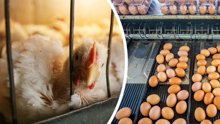 Before You Buy Eggs, Avoid These 5 Things