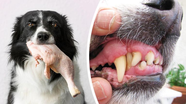 Is Raw Meat Good For Your Dog? 8 Reasons To Make The Switch