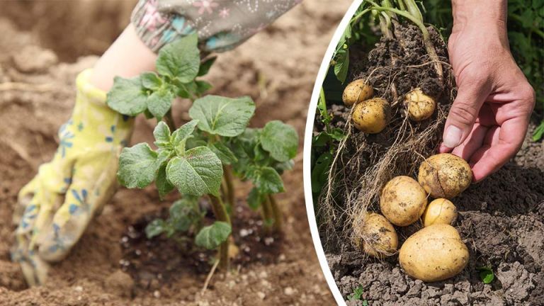 6 Seeds To Plant That Have Been Shown To Beat Cancer